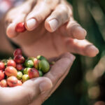 Historia odkrycia kawy – od legend do globalnego fenomenu
